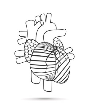 Heart anatomy. Vector.