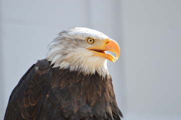 Obraz premium pygargue