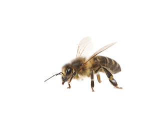 abeille