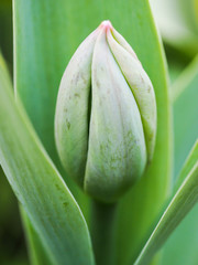 tulips plant