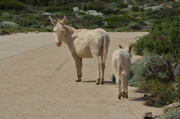 white donkeys at asinara island, sardinia, italy
