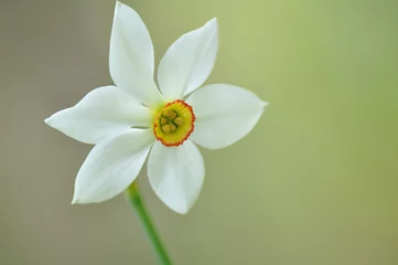  Narcissus poeticus, Narcissus flowers © Cristian Gusa