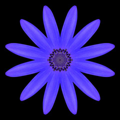 Blue Mandala Flower Kaleidoscope Isolated on Black