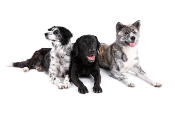 Akita, Labrador and Border Collie dogs on white background