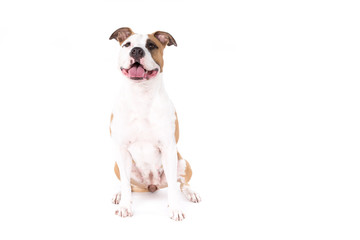 Obraz premium American Staffordshire Terrier on a white background