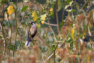Obraz premium White-cheeked Laughingthrush (Garrulax vassali) in South Vietnam