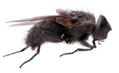 macro Fly isolated on white background.