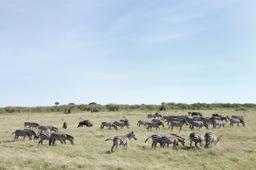 Fototapeta na wymiar Herd of zebras in Savannah