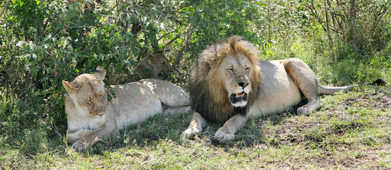 Obraz premium Close view of a lion and lioness resting near bush of masai Mara