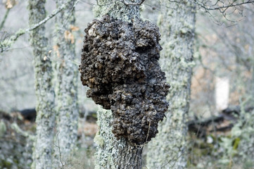 Tumoración en Quercus Robur