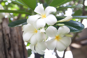 Yellow plumeria flower