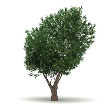 Single Olive Tree