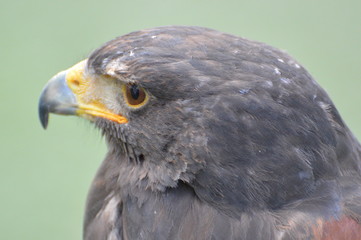 aigle