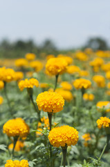 Fototapeta premium Marigold.