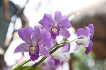 Fototapeta na wymiar Pink orchids in Thailand