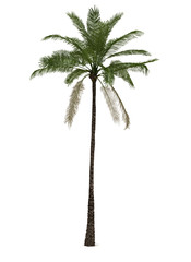 Single Palm Tree - 64759181