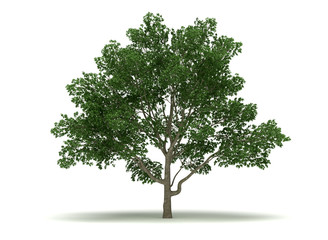 Single Magnolia Tree - 64759316