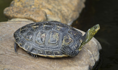 Черепаха