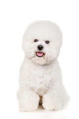 Bichon dog sitting on a white background