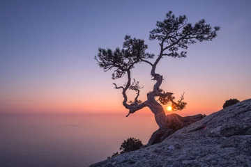 Fotobehang Zonsondergang aan zee Tree
