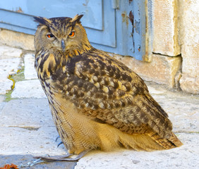 A large European eagle owl posing during a trade fair