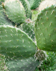 Close-up of Prickly pear cactus