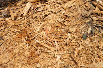 Wood shavings, Tobermory, Ontario, Canada