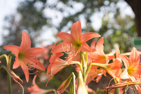 Hippeastrum cybister hybrid in garden