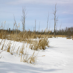 Grass in snow covered landscape, Orangeville, Dufferin County, O
