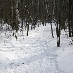 Trees in a snow covered landscape, Orangeville, Dufferin County,