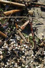 Kompozycja z muszelkami © profit111