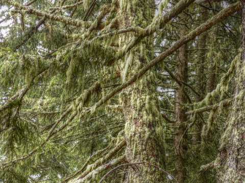 Wald mit Bartflechte in HDR