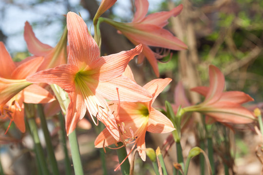Hippeastrum cybister hybrid in garden