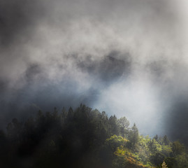 Fototapeta na wymiar Mgła w lesie, Jamajka