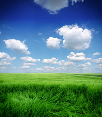 Fototapeta na wymiar pole pszenicy zielony i niebieski pochmurne niebo