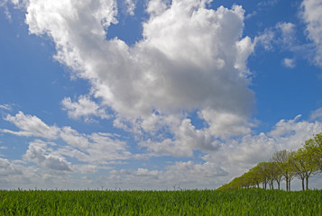 Row of trees along a field with crop in spring
