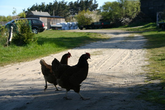 Przechodzące kury we wsi