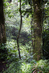 Trees in a forest, Costa Rica