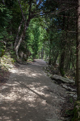 Fototapeta na wymiar Trail passing through a forest, Tobermory, Ontario, Canada