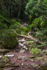 Fallen trees in a forest, Tobermory, Ontario, Canada