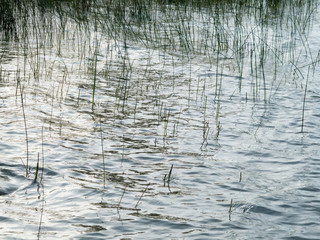 Obraz premium Reeds in a pond
