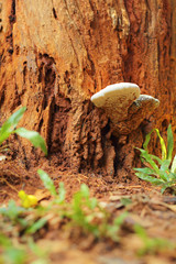 Ganoderma Lucidum - Ling Zhi Mushroom in nature
