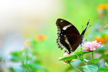 Obraz na płótnie Canvas Black butterfly on a flower