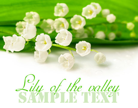 Lily of the valley closeup