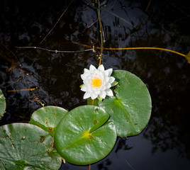 White lotus flower in a pond, Tobermory, Ontario, Canada