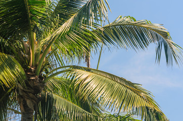 Thailand Palm Tree
