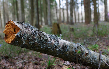 Fototapeta premium old log
