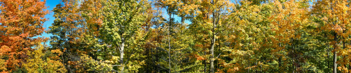 Autumn trees in a park