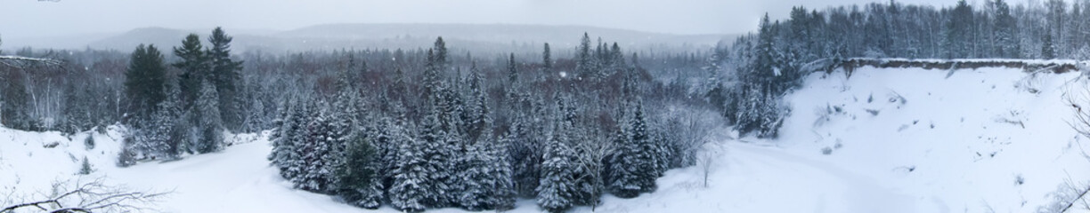 Trees in a forest, Orangeville, Dufferin County, Ontario, Canada