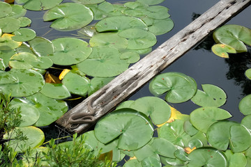 Snake on a plank in a pond